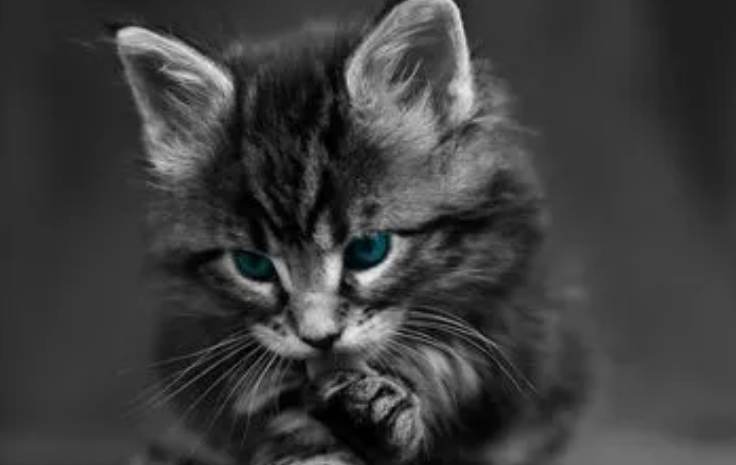 家中的猫咪异食癖? 家中的猫咪异食癖?