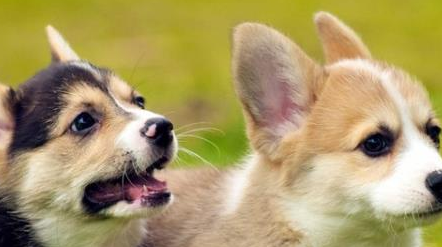 狗狗疫苗怎么选?宠主必看! 狗狗疫苗怎么选?宠主必看!