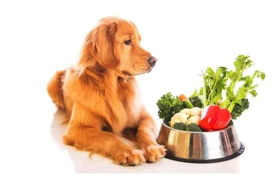 给狗狗吃什么最好？狗狗的三大营养要素