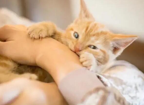 猫咪为什么咬人还含着舌头