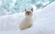 猫吐黄黄的糊是猫瘟吗？原来是这样