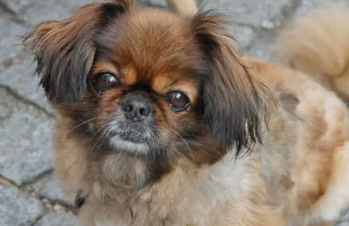 出售京巴犬多少钱一只