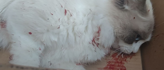 猫从6楼掉下去内伤反应