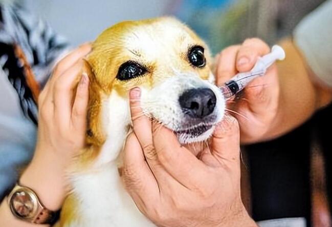 狗狗注射需要注意哪些事项？