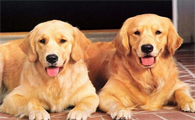 狗狗的这几个行为,便是在向主人表达爱意,宠主们要了解