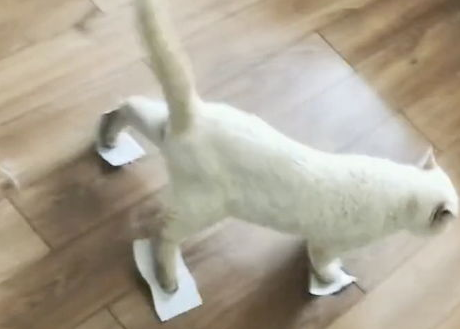 猫为什么怕粘毛纸？
