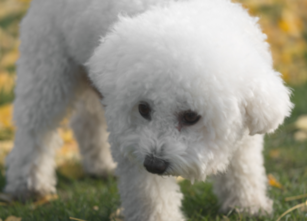 比熊犬多久来例假 比熊犬多久来例假