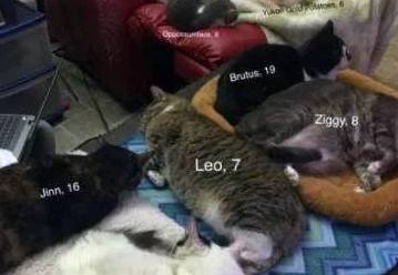 这哥们的猫太多了，为了防止记不住，照片上都得标注猫姓名和年龄