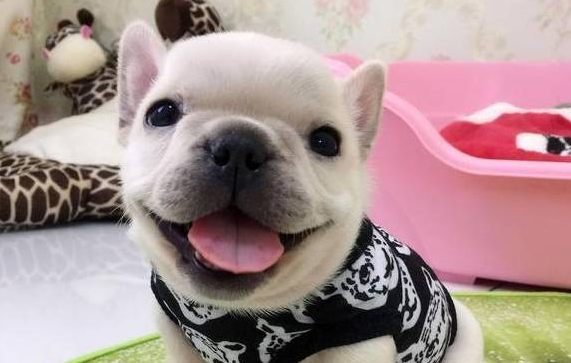 法国斗牛犬饲养攻略:这个小可爱有点不好照顾。 法国斗牛犬饲养攻略:这个小可爱有点不好照顾。