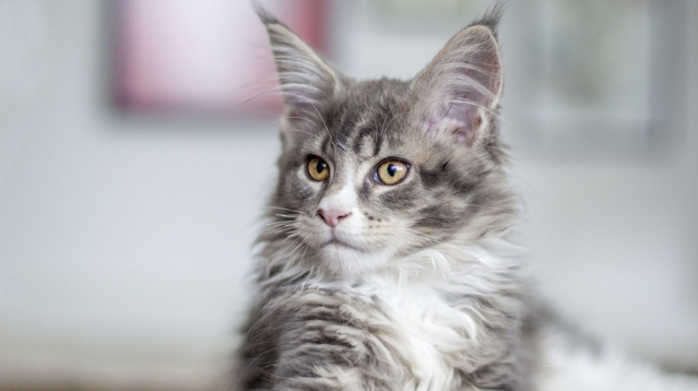 如何训练喵星人？猫猫训练的4个技巧