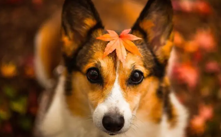不瞒你说，有这好多个不良习惯的柯基犬，实际上是聪明伶俐的！