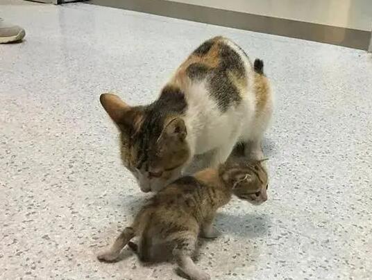 猫妈妈怀了她儿子的孩子 猫妈妈怀了她儿子的孩子