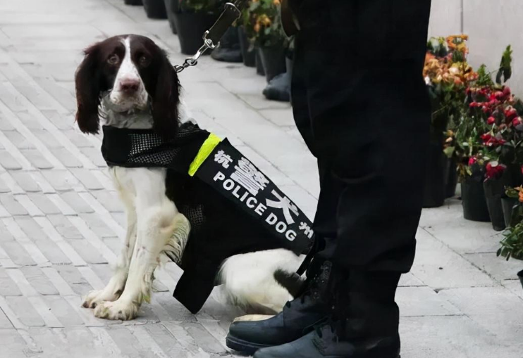 史宾格犬智商相当于人的几岁
