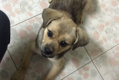 9个月的狗狗算幼犬吗