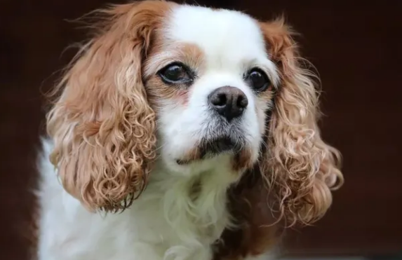 什么是犬传染性肝炎?来看看吧 什么是犬传染性肝炎?来看看吧