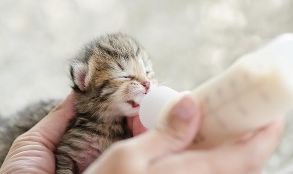 猫咪肛门囊肿怎么办?猫肛门囊肿的诊断与治疗! 猫咪肛门囊肿怎么办?猫肛门囊肿的诊断与治疗!