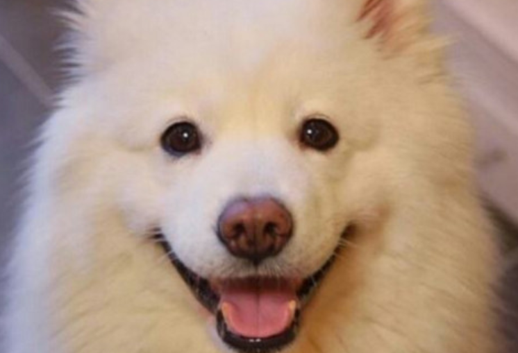 养什么狗好 适合家养