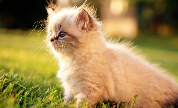 猫咪吹空调拉软便便怎么办?关于猫咪腹泻拉稀软便 猫咪吹空调拉软便便怎么办?关于猫咪腹泻拉稀软便