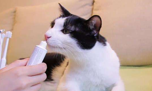 猫猫爱上刷牙的3个步骤是什么?不妨来看看吧 猫猫爱上刷牙的3个步骤是什么?不妨来看看吧