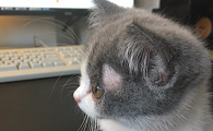 怎么分辨是不是猫癣