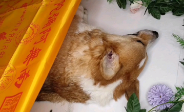 狗狗火葬费用