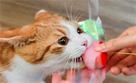 怎么养猫需要注意什么