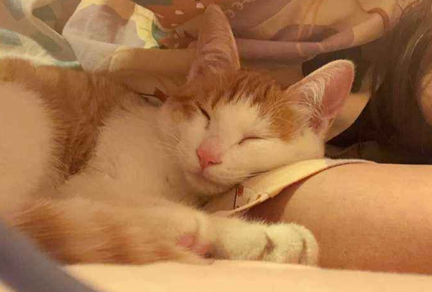 女朋友非要养猫咪的原因是什么
