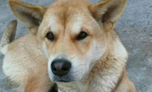 中华田园犬12个品种图