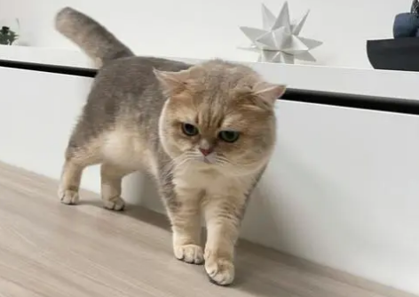 正规猫舍在哪里 正规猫舍在哪里
