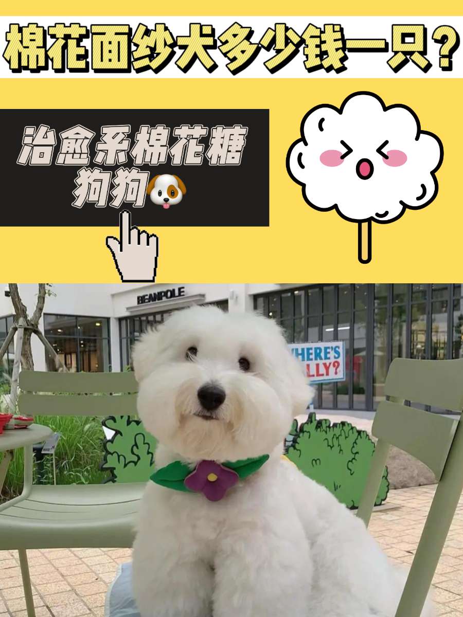 棉花面纱犬多少钱一只?一只抗抑郁的棉花糖 棉花面纱犬多少钱一只?一只抗抑郁的棉花糖