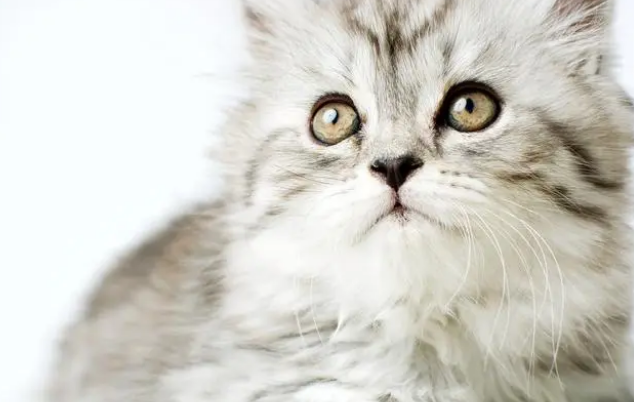 猫泌尿感染怎么办?猫泌尿系统疾病的检查方法! 猫泌尿感染怎么办?猫泌尿系统疾病的检查方法!