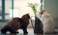 怎么养猫?养猫的方法大全图片