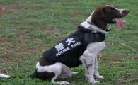 史宾格犬智商排名第几