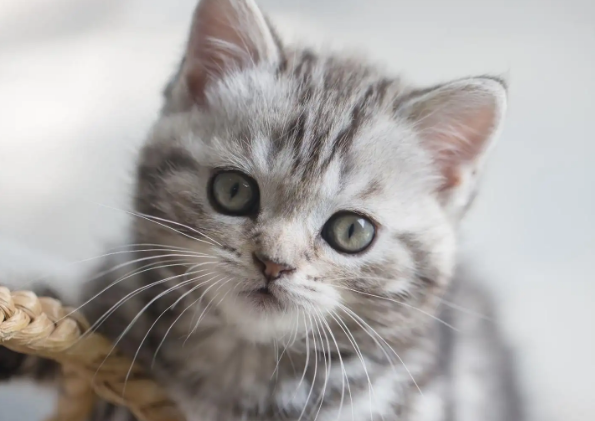 训练猫咪听懂“来”的口令,猫咪训练技巧!