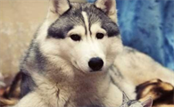 犬眼虫病该如何治疗？来了解下吧