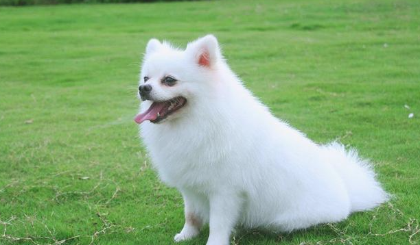 想养一只博美犬?你了解它的特性吗? 想养一只博美犬?你了解它的特性吗?