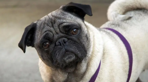 巴哥犬这好几个个人行为，便是来“报仇”的