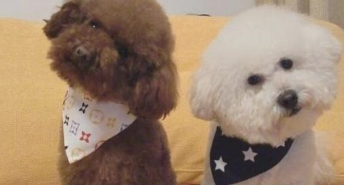 喂养泰迪犬和比熊犬哪家好?比照这五个层面 喂养泰迪犬和比熊犬哪家好?比照这五个层面