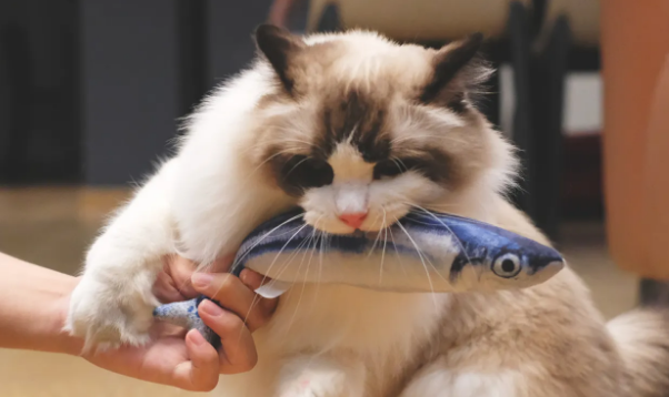 怎样使用猫咪玩具 怎样使用猫咪玩具