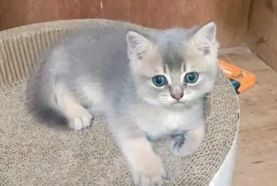 蓝猫和蓝金渐层猫咪配种是串串吗还是纯种 蓝猫和蓝金渐层猫咪配种是串串吗还是纯种