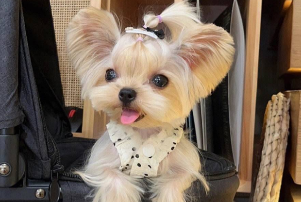 约克夏犬的常见疾病和遗传疾病有哪些？来看看吧