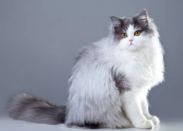 简述波斯猫的典型外貌特征