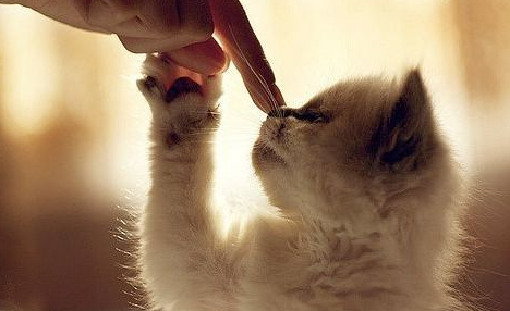 猫咪应该从小训练吗？猫咪训练技巧！