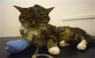 饲养科普：春季猫瘟何如防治？
