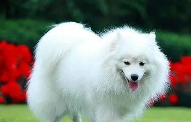 银狐犬能活多久啊