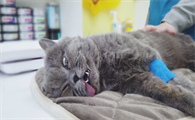 猫咪绝育后为什么不拉屎了