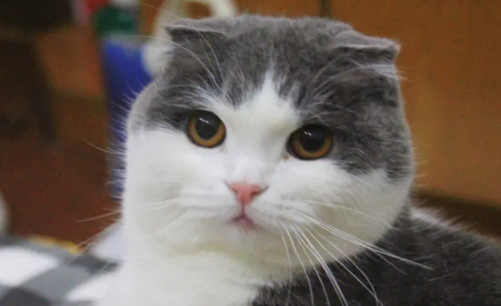 怎么判断折耳猫有没有疾病？