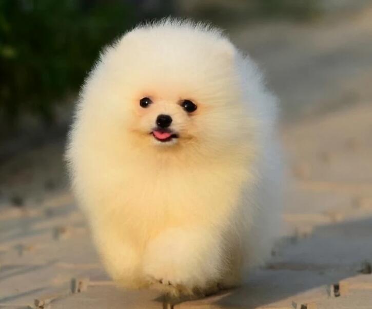 博美犬怎么养才好 博美犬怎么养才好