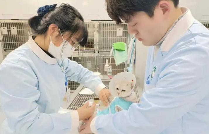 宠物医学要学什么课程的 宠物医学要学什么课程的