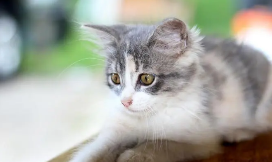 小猫上火了要喂它什么?正确的喂养方法是什么? 小猫上火了要喂它什么?正确的喂养方法是什么?